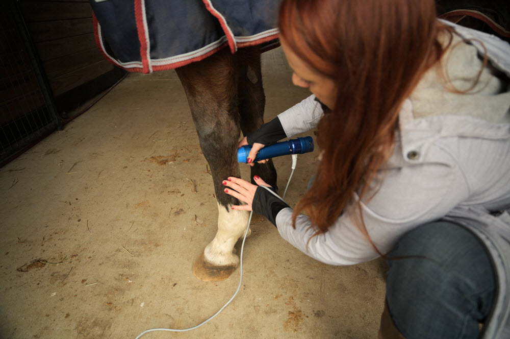 KEPE therapy treatment on a horse