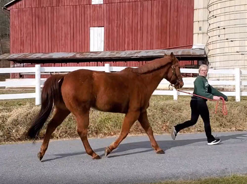 Horses, saved by J-Ray Laser Therapy