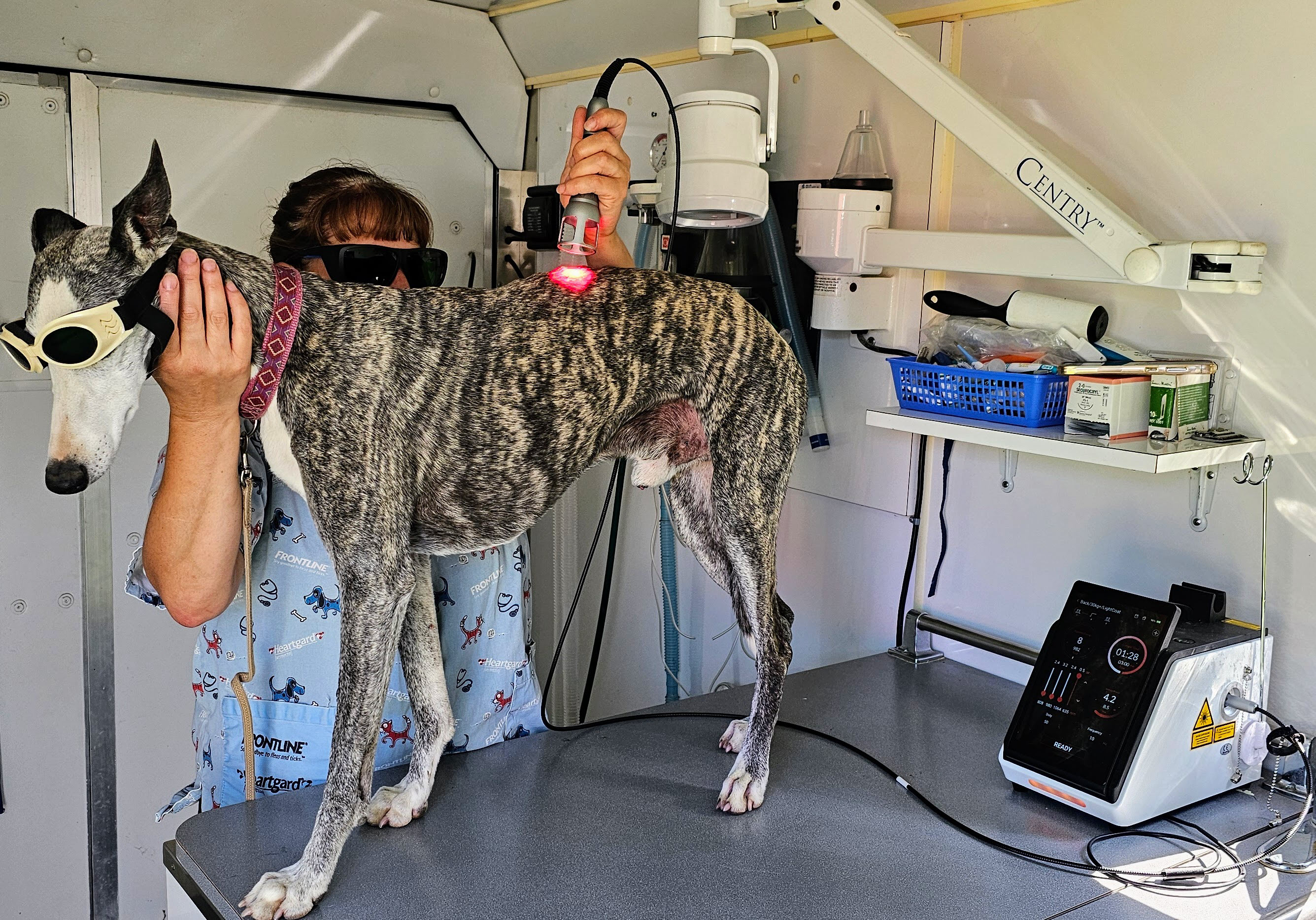 J-Ray 75 Laser System Treating a Whippet