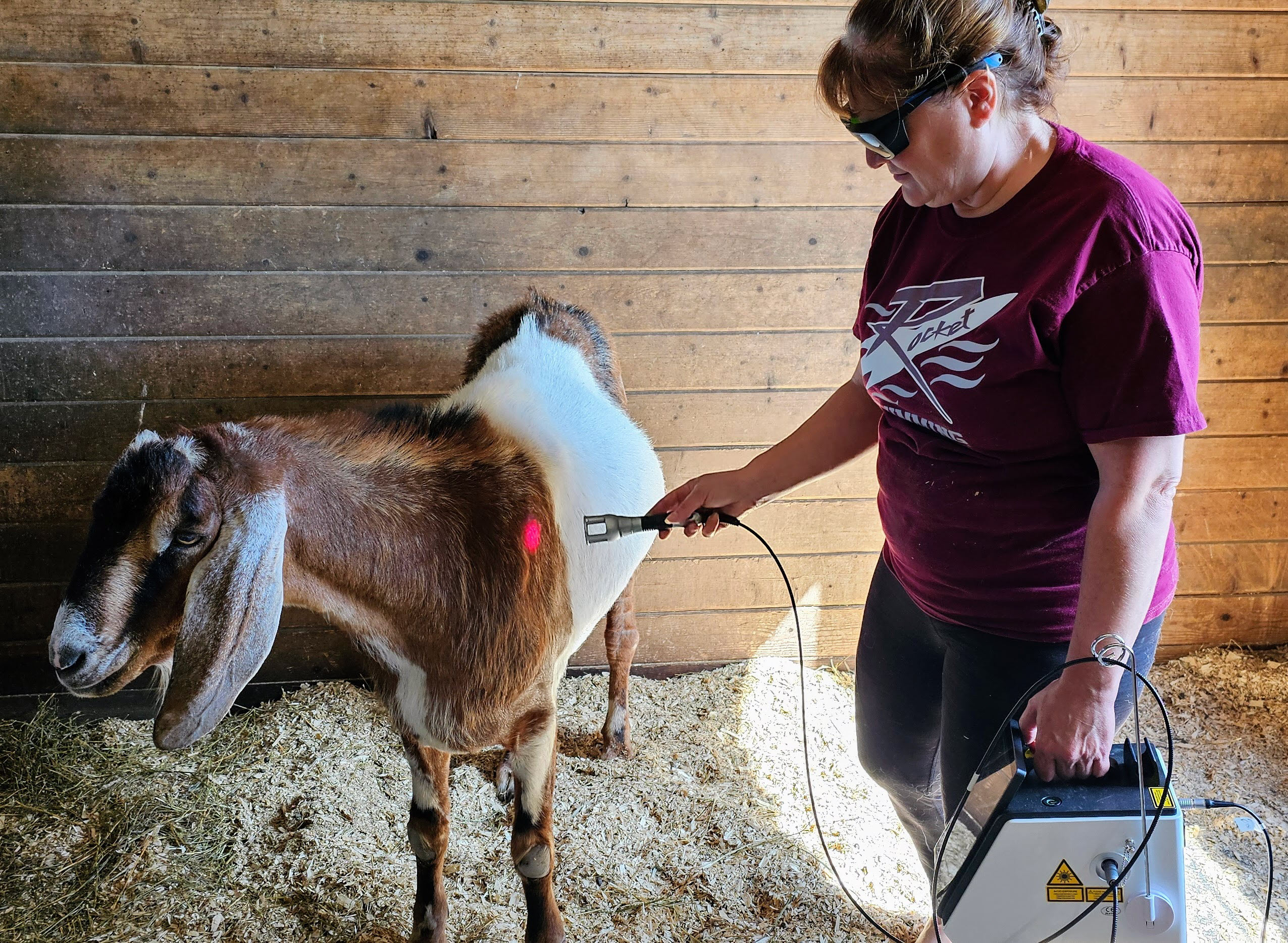 J-Ray 75 Laser Treating a Goat