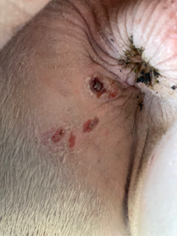 Perianal mass removed in a pinto quarter horse gelding