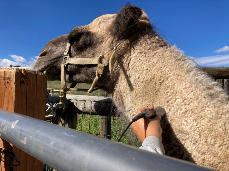 Chewie: 12 Year Old Dromedary Camel with Neck Pain Issues