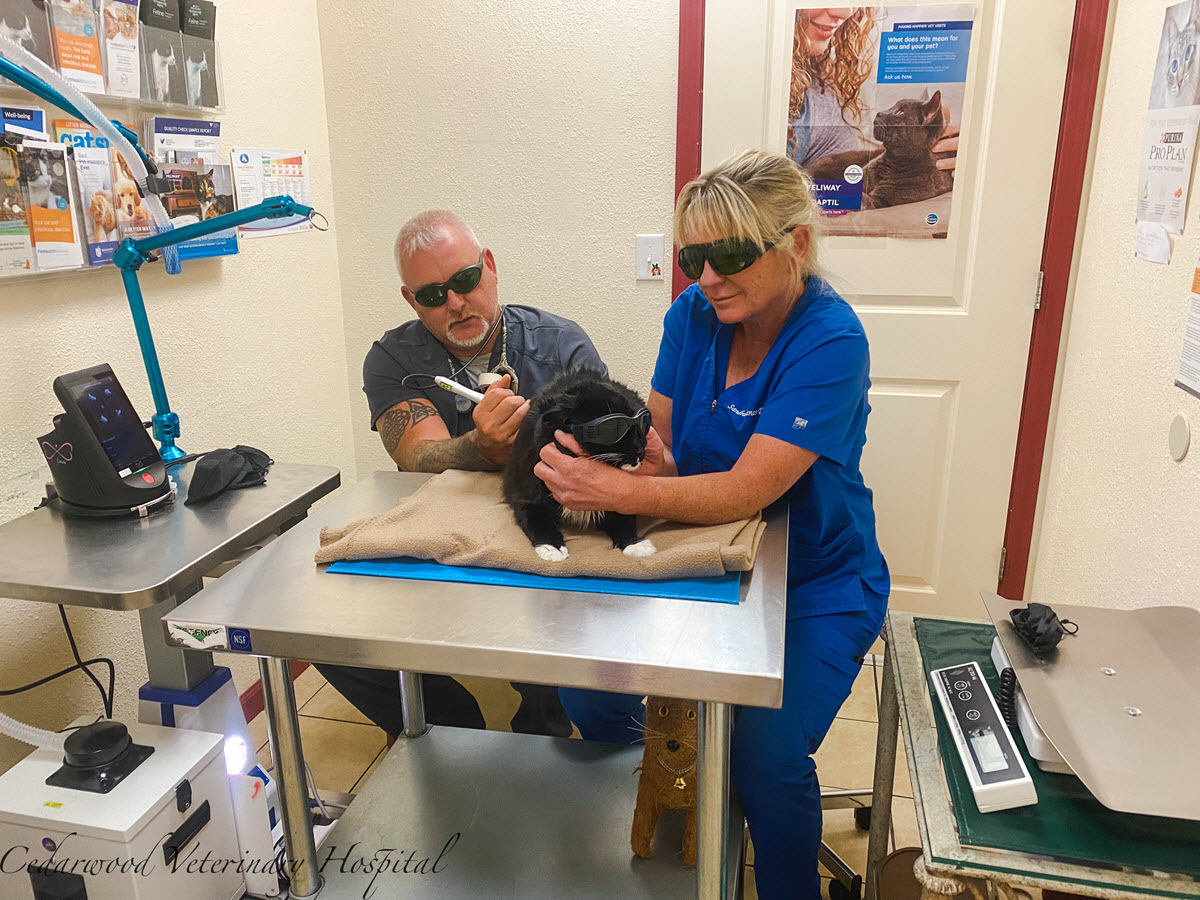 Dr. Susan Manes at Cedarwood Veterinary Hospital