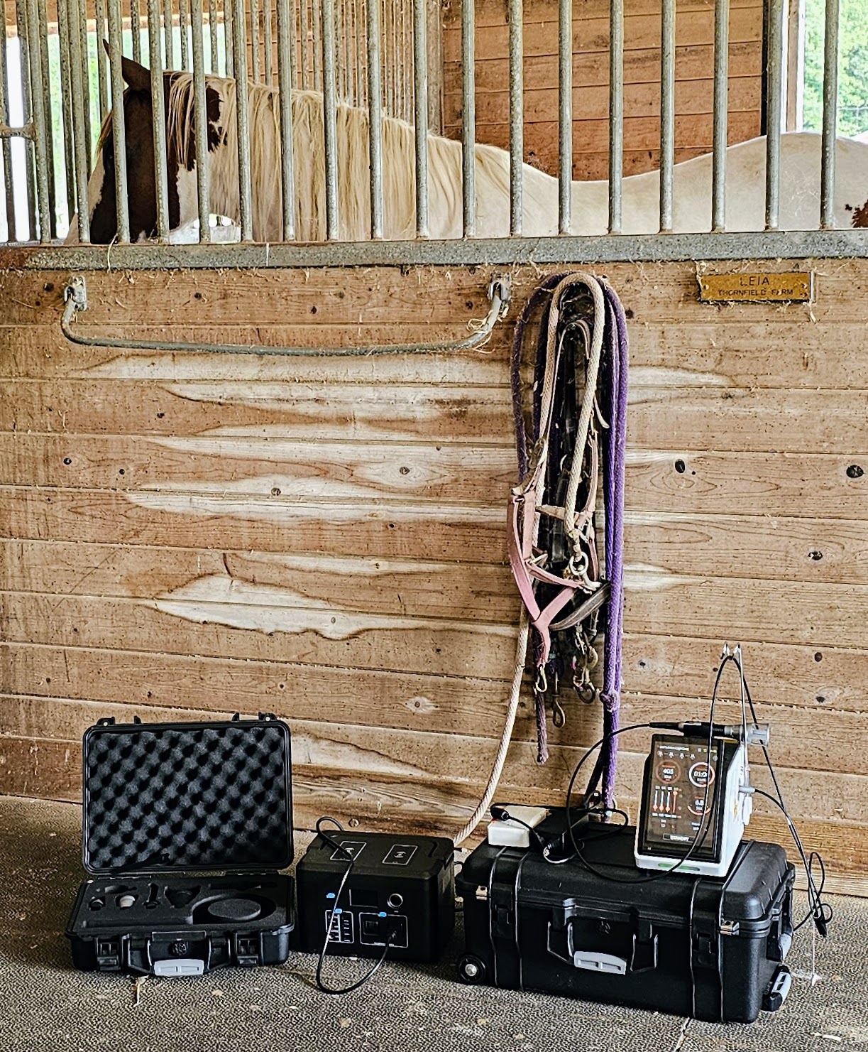 J-Ray 75 Laser ready for treating horses with Mobile Power Station
